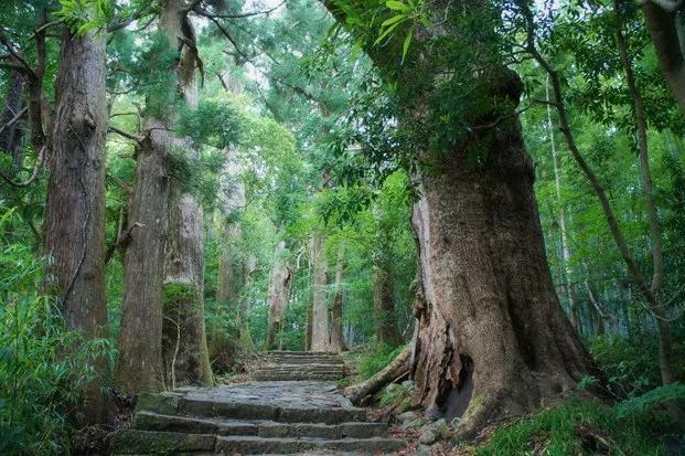 熊野古道小边路徒步之旅 日本