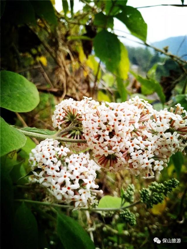 又闻染饭花香,原来染饭花长这个样子!