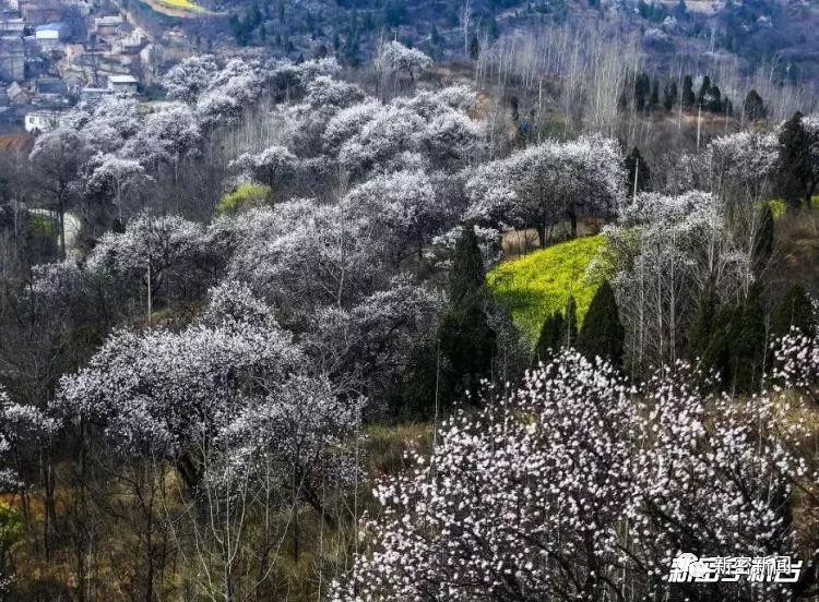 3月16日2019中国新密伏羲山杏花节开幕啦