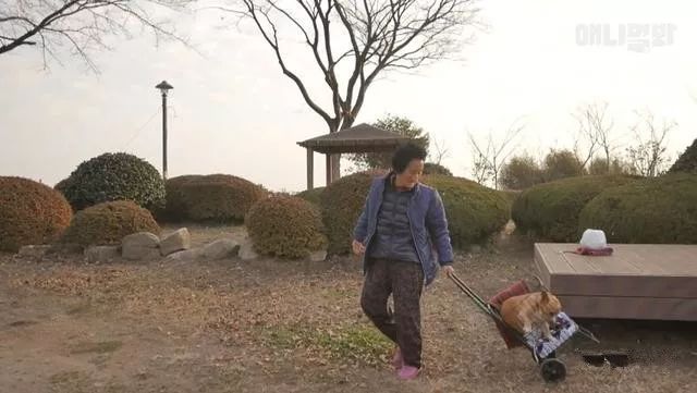 婆婆與殘疾狗狗相依為命，她很自責：覺得是自己導致狗狗這樣子的 未分類 第5張
