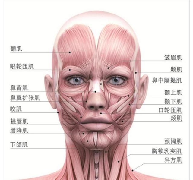 化妆基础课：了解面部，面部结构与七种脸型的特征