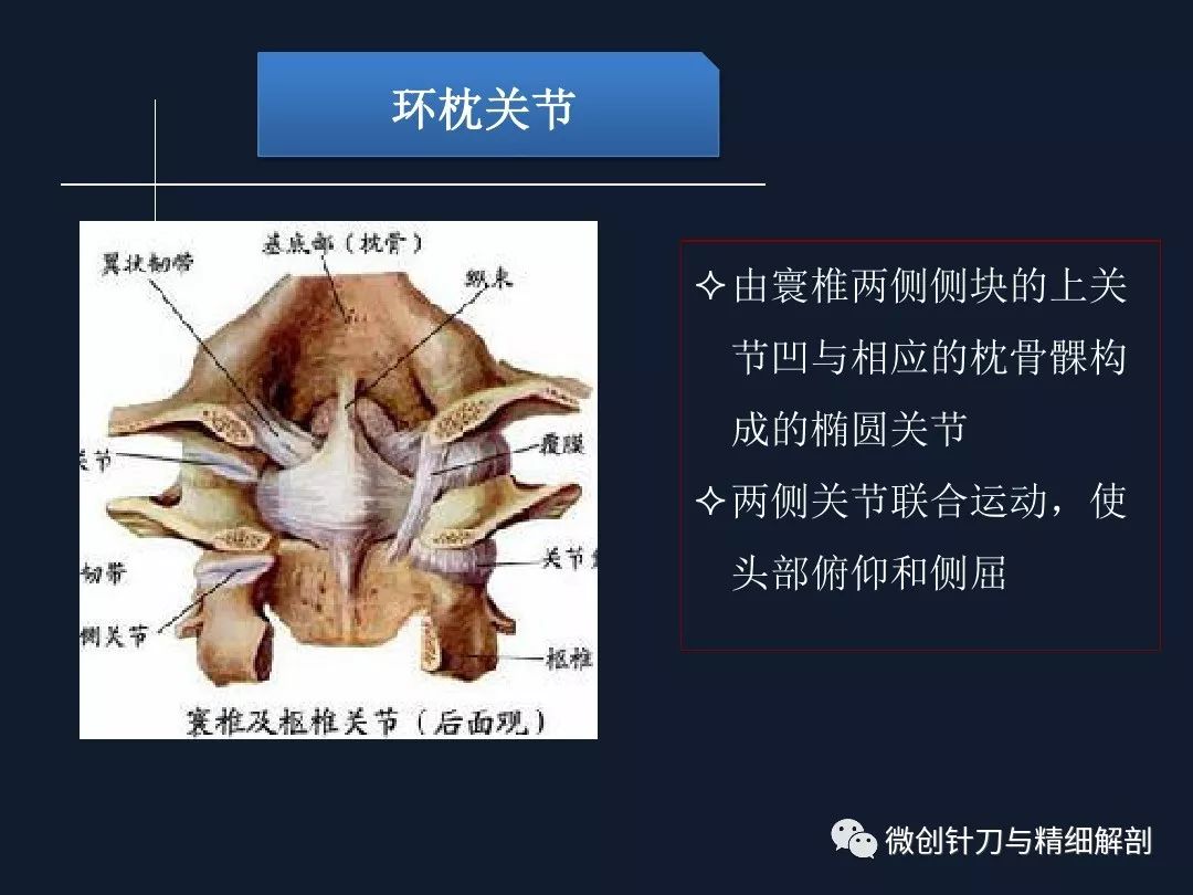 脊椎解剖系统概述建议收藏