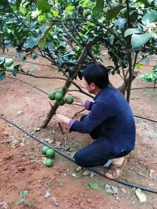 农技专家深入种植地指导贫困户种植柚子!_修剪