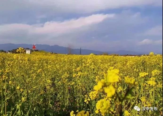 【最新】2019中国最美油菜花海汉中旅游文化节今日正式开幕!