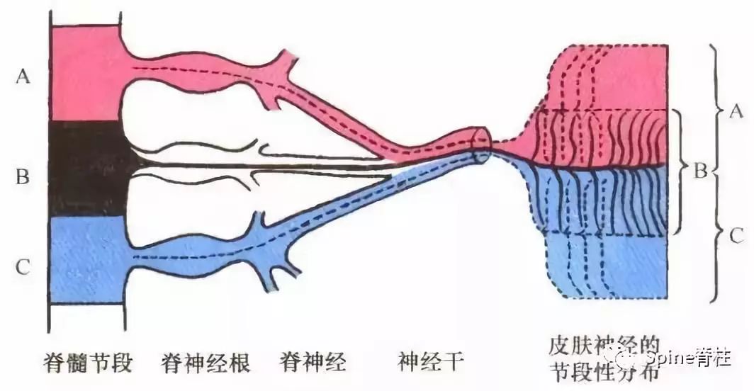 后外侧支 4 脊神经后支神经纤维 5 脊神经后支;6=背根神经节;7=