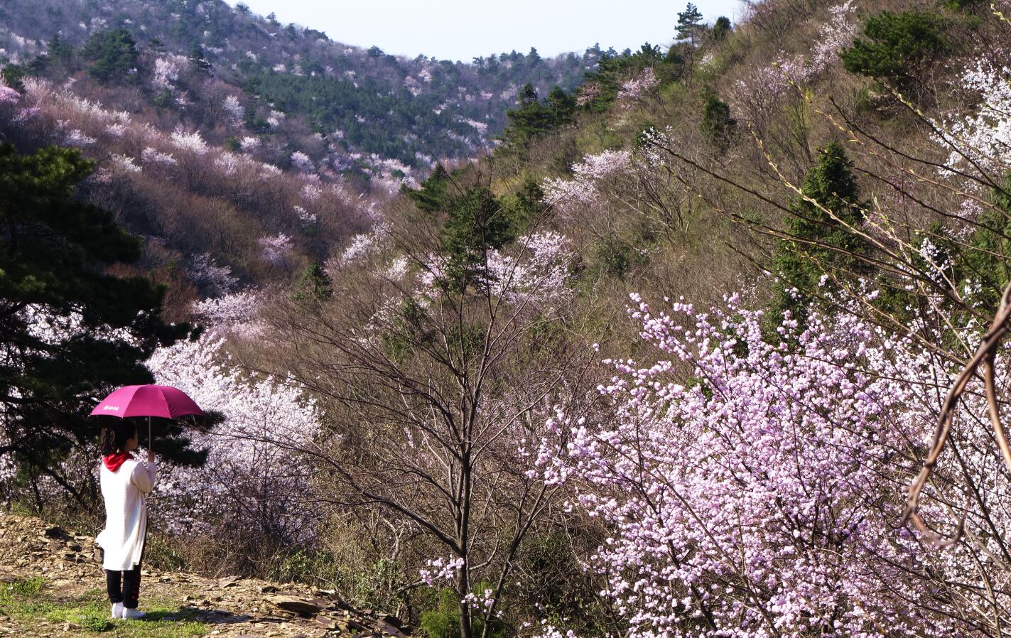 随州大洪山风景区迎来醉美樱花季