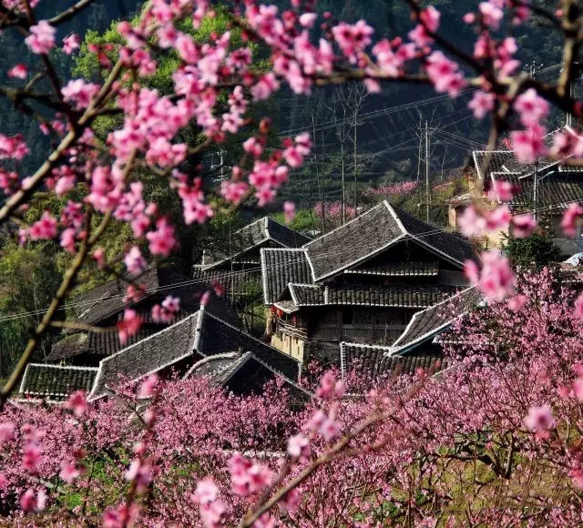 【白云山】桃花恋旅人,带你私奔去看万亩桃林!_福安