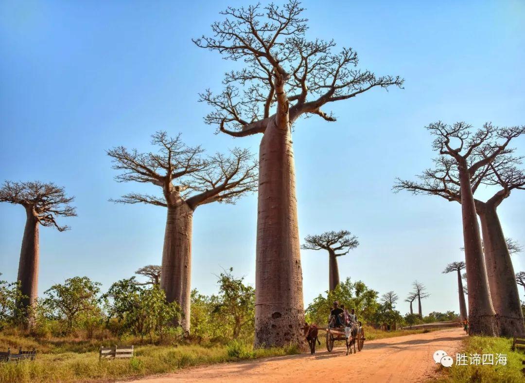 2023猴面包树大道游玩攻略,马达加斯加的穆龙达瓦相信人...【去哪儿攻略】
