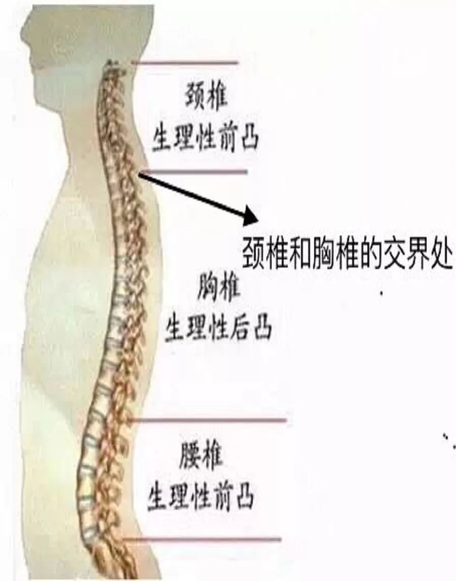 富贵包正在影响您的脊柱健康