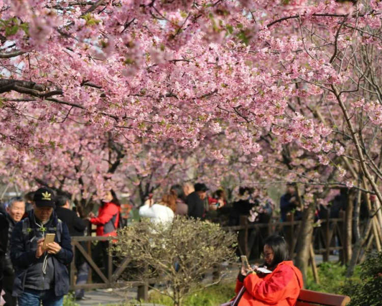 上海樱花节明天开幕,顾村公园早樱已达"颜值巅峰"丨到顾村看樱花⑥