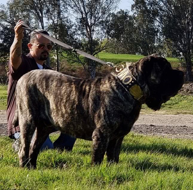 原创美国饲养员复活上古灭绝大型犬,1.5岁已是近200斤"小老虎"