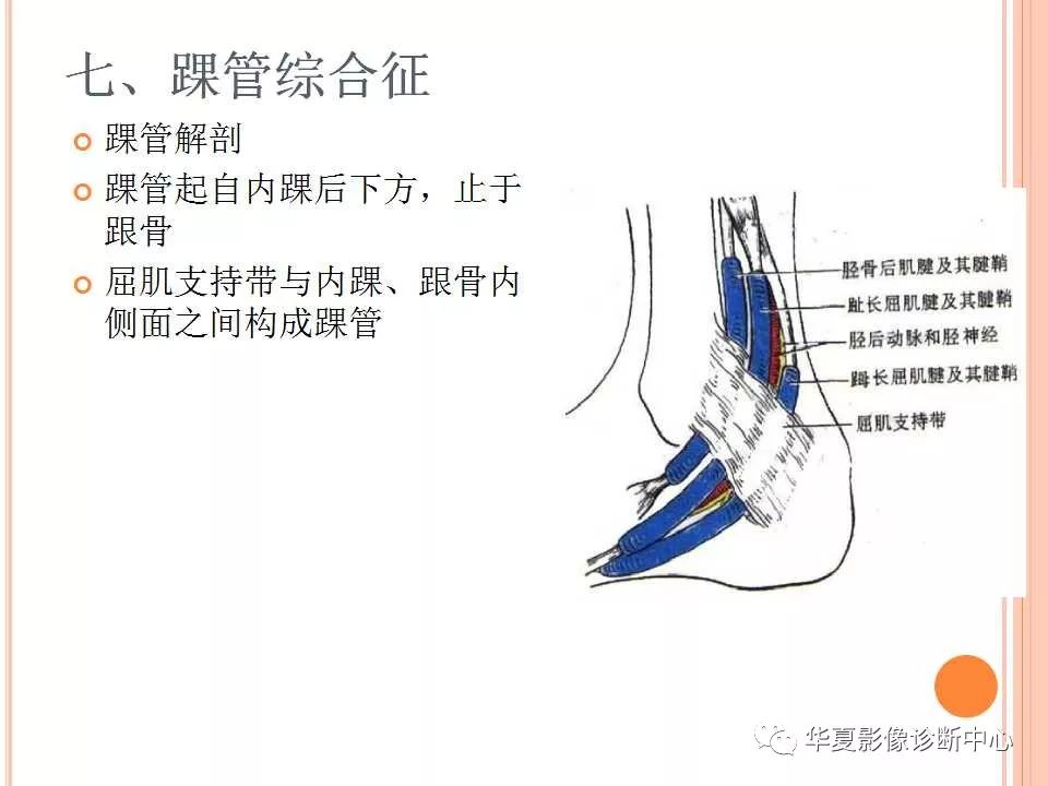 踝关节mri解剖及常见损伤类型