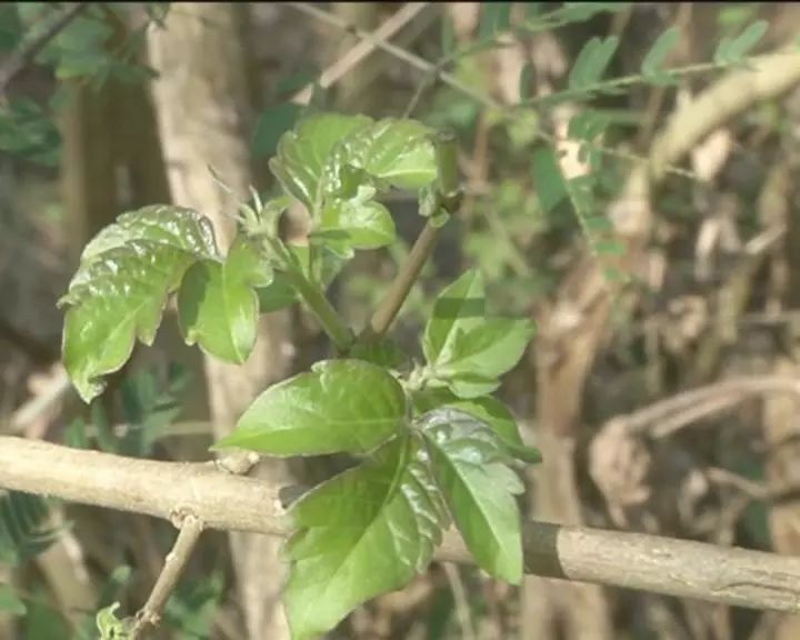 大埔人喜欢吃的野菜布惊叶新鲜上市了曾经卖到12元斤