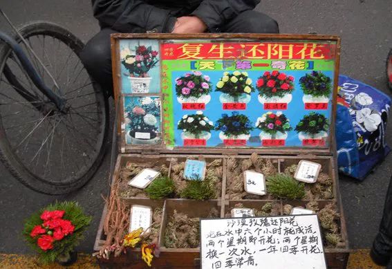 花市套路深，3.15一起來打假！ 寵物 第10張