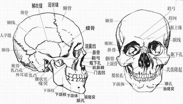 化妆基础课：了解面部，面部结构与七种脸型的特征