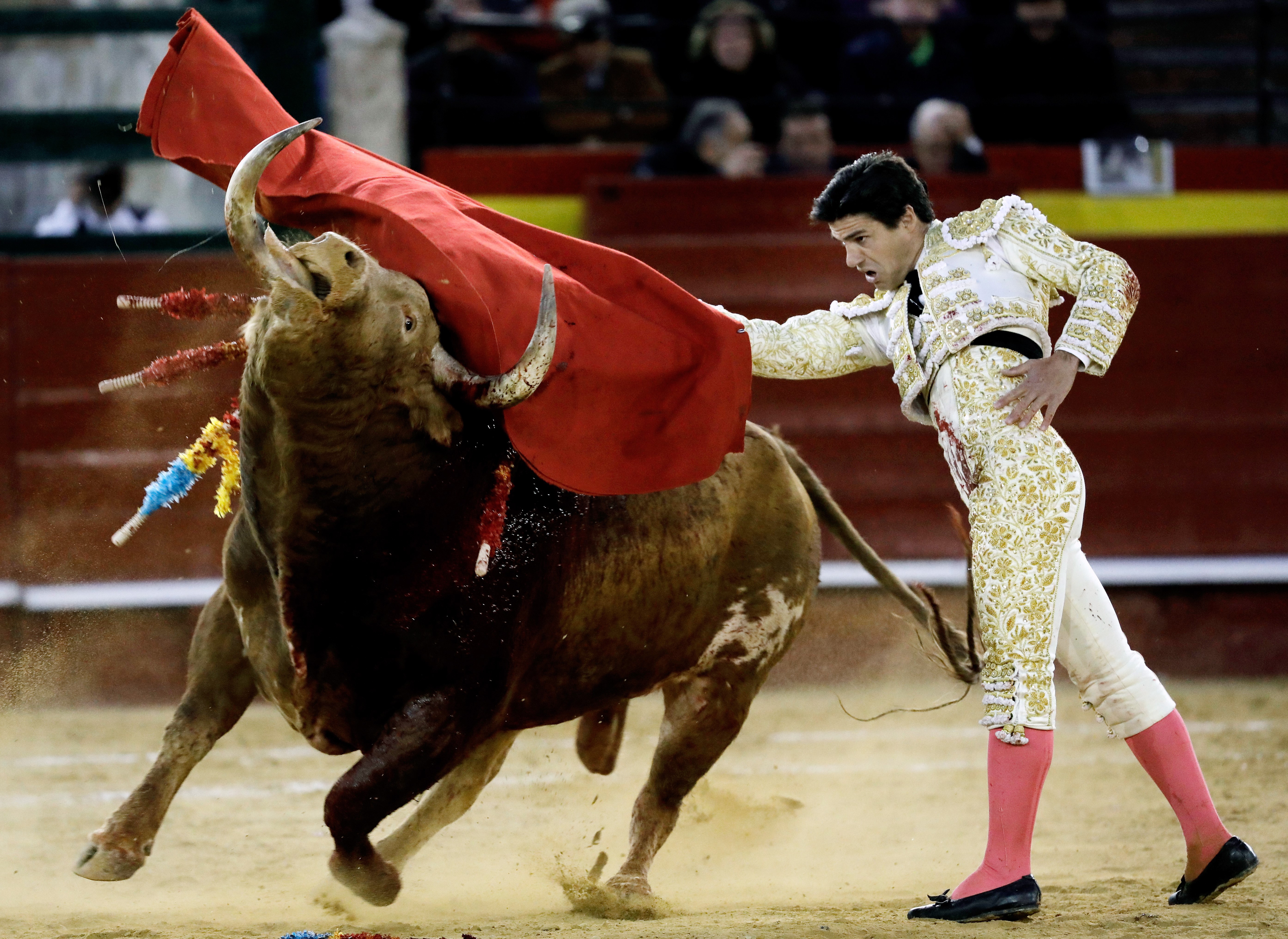 3月12日,在西班牙巴伦西亚举行的法雅节斗牛表演上,一头公牛猛烈撞击