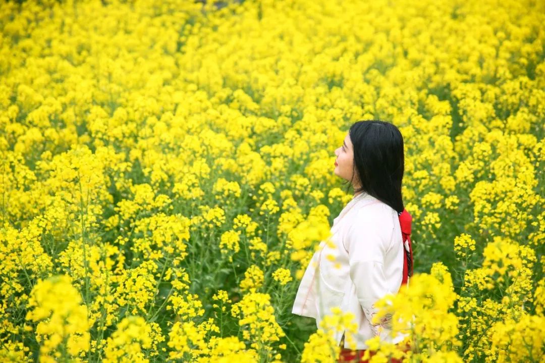 油菜花汉服怎么搭_油菜花汉服摄影作品(3)