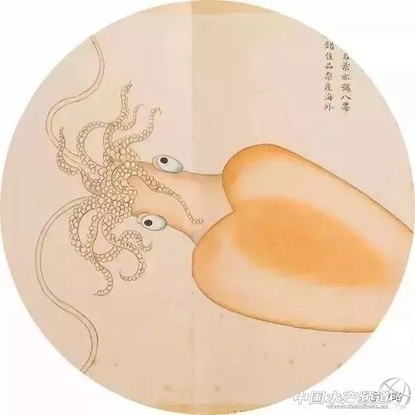 《海错图》马鲛鱼 聂画师在每幅画上面也会注明,该种海鲜的吃法.