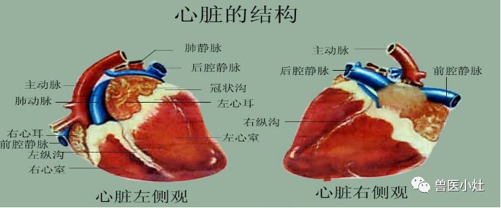 心底有呈近似环形的冠状沟,将心分为上部的心房和下部的心室.