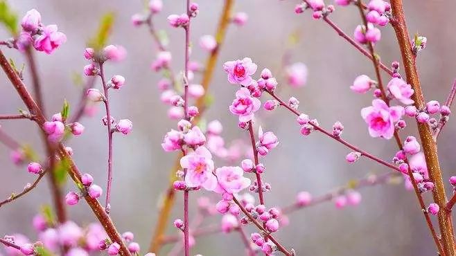 一首桃花简谱_一首桃花简谱雷佳(3)