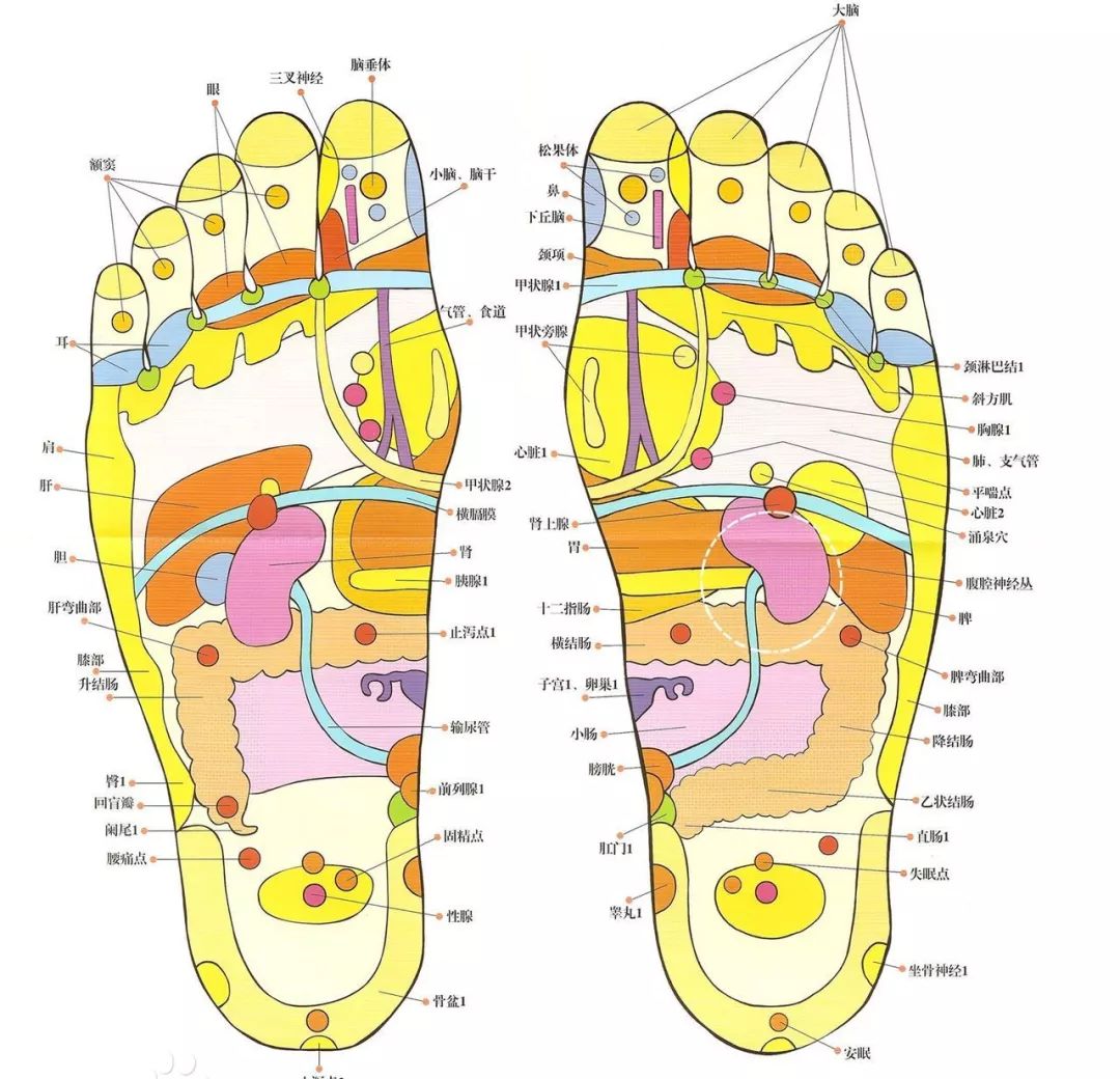 而且,脚部是 人体穴位最多的器官