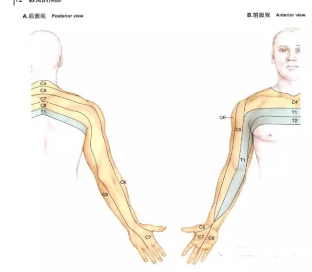 上肢皮肤及下肢皮肤感觉神经分布总结