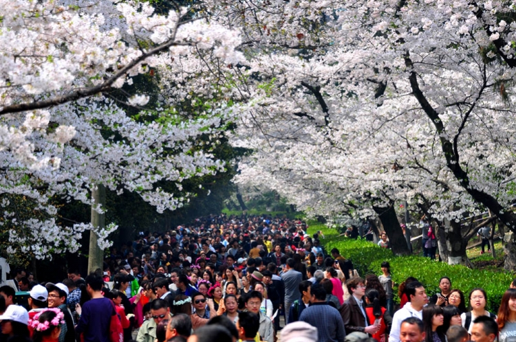 武汉大学绚烂樱花季即将到来,想入校门记得提