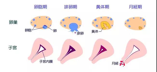 什么是安全期？女性的安全期怎么推算？这些细节不可忽略！