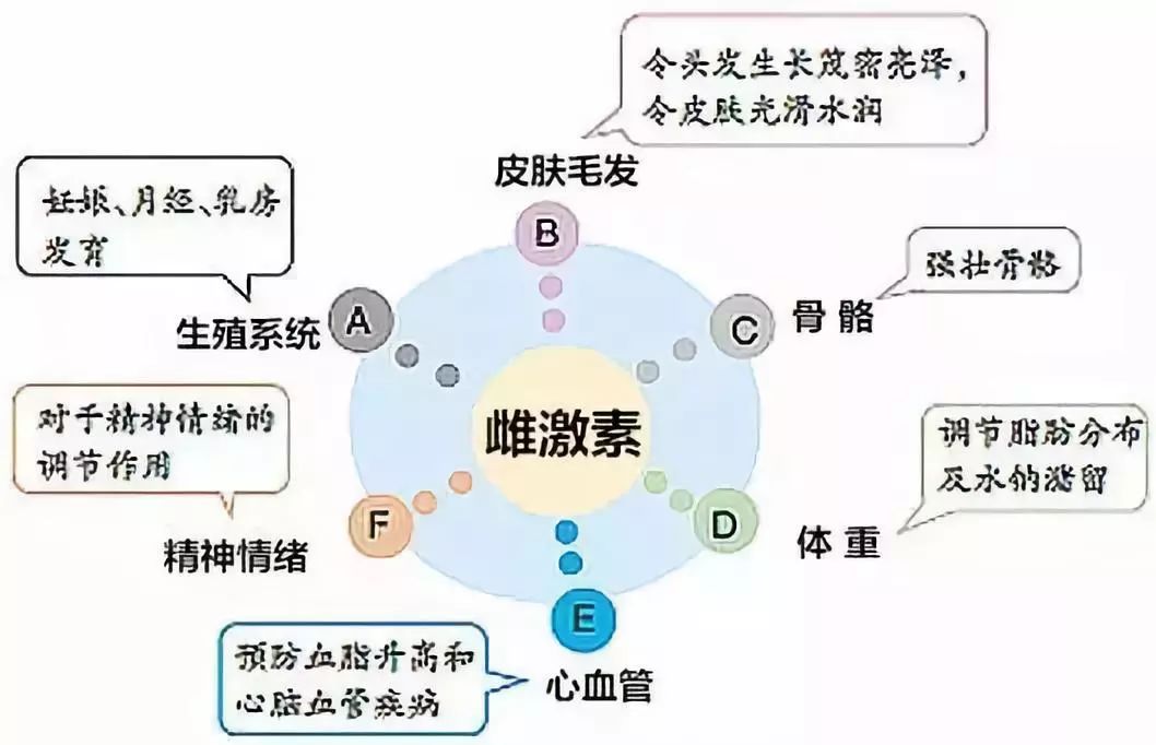 女性雌激素的常见作用