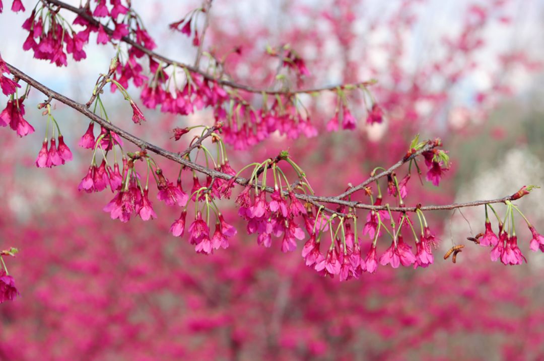 钟花樱