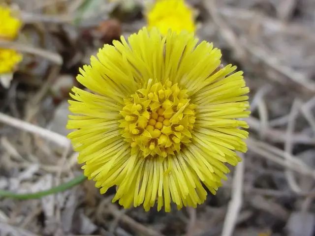 款冬蒲公英coltsfoot学名:tussilago farfara科属名:菊科款冬属花语