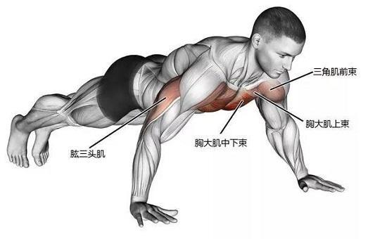 今天我们来学习俯卧撑,如果你想锻炼上肢肌肉力量,想让你的上肢肌肉
