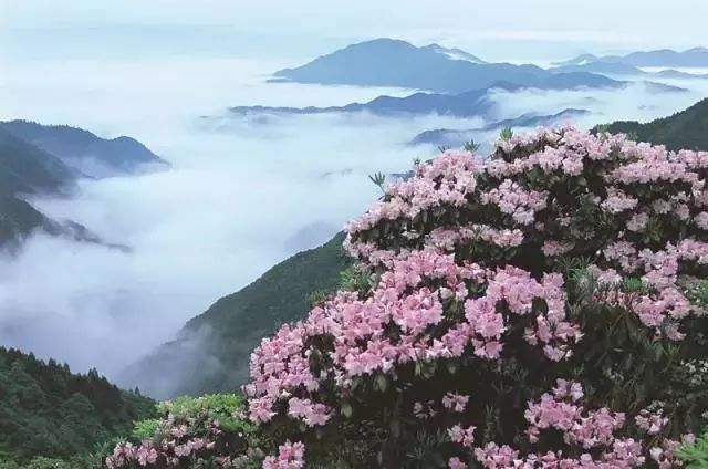 台州10处神仙花海!景美人少还免费!不去后悔!