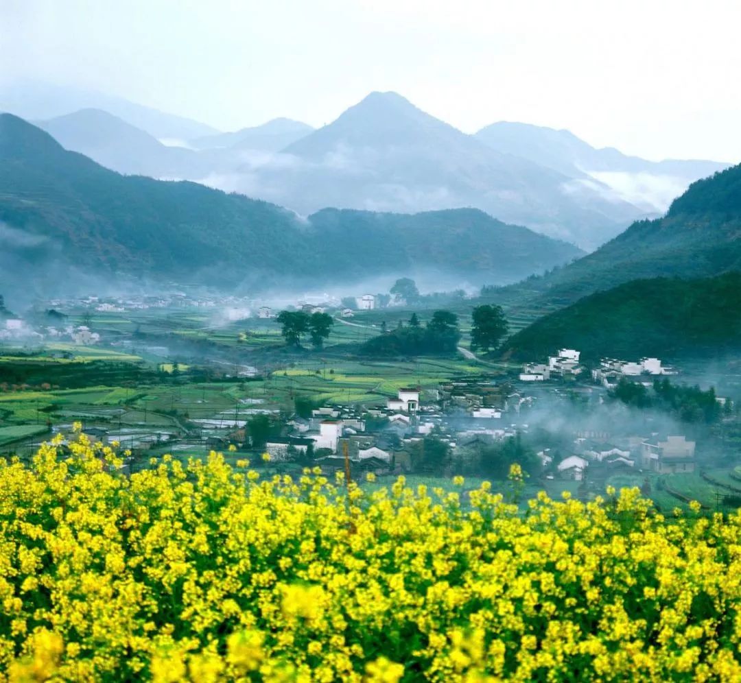 一片金黄色的油菜花中间,与徽派建筑村落,梯田组成一幅美丽的风景画卷