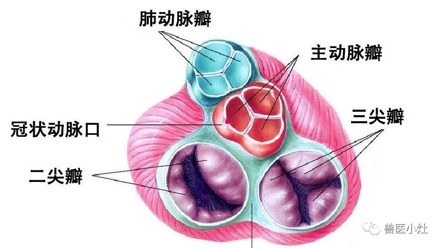 心底有呈近似环形的冠状沟,将心分为上部的心房和下部的心室.