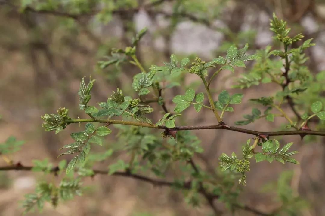 益母草薄荷桑叶比如,打碗花鸡蛋汤,野山药羹,益母草煲鸡汤,薄荷凉茶