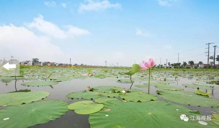 如皋平园池村