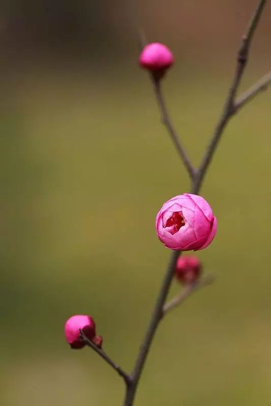 春送梅花过后庭丨翟春玲_花苞