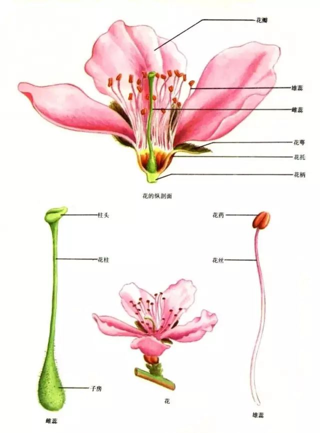 下图一朵花是由花托,花萼,花瓣,雄蕊和雌蕊构成的.