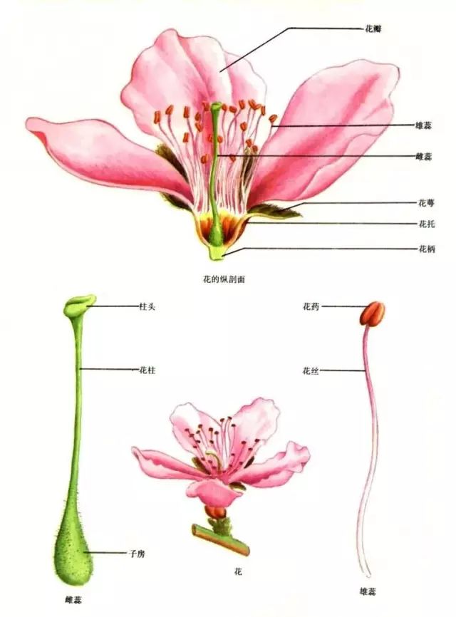 又到了看花季节,梅花樱花桃花杏花梨花李花你都分得清