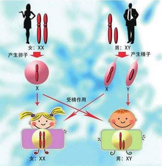 为什么有人总生男孩而有人总生女孩生男生女到底是谁决定的