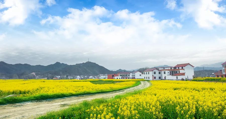 春光三月,花开汉上_城固