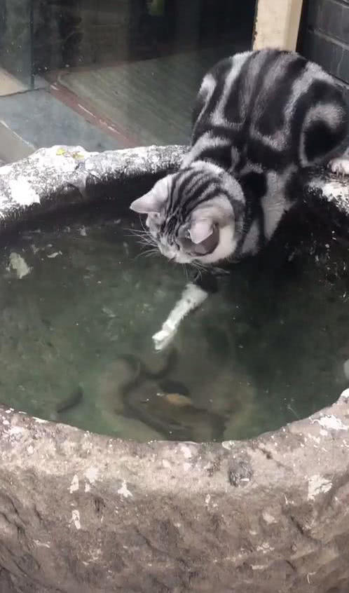 原創
            貓趴在水缸邊，爪子在水里不停攪合，男子感到好奇，看清後笑出聲 未分類 第2張
