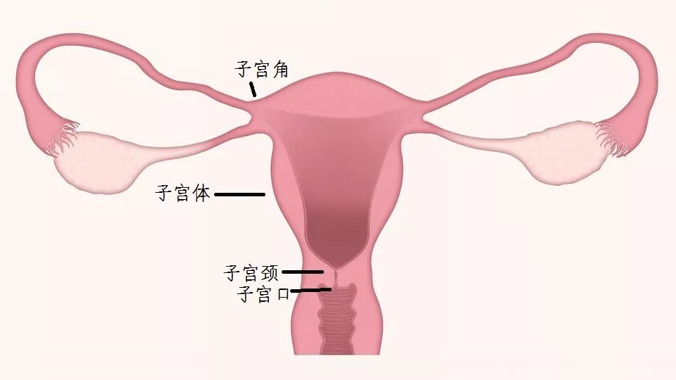 子宮口 生理前 福さん式で生理前と妊娠時で区別できた方いますか?今まで何度か内診してみたんですが子宮口がわ…