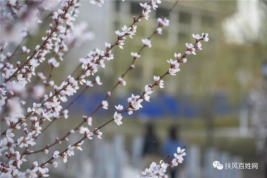 早春三月_春雨