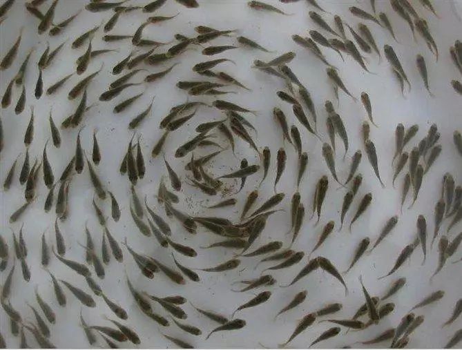 科普篇丨鱼类养殖基础知识汇编（一）(图1)