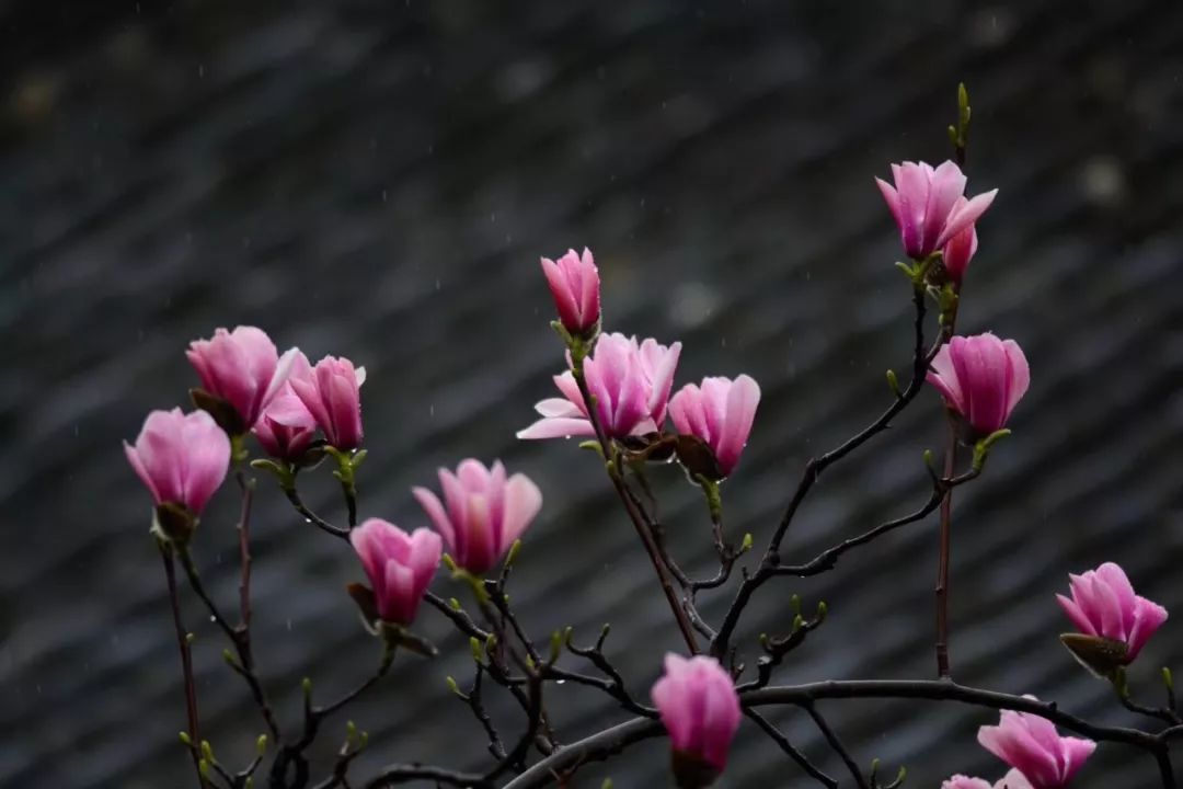 【三国圣地 美丽勉县】旱莲花开正盛,祈福拍照艳羡朋友圈!