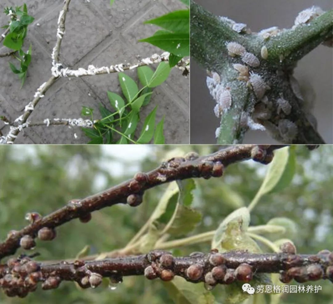 蚧壳虫是花卉和果树上最常见的害虫,常群集于枝,叶,果上,吸取植物汁液