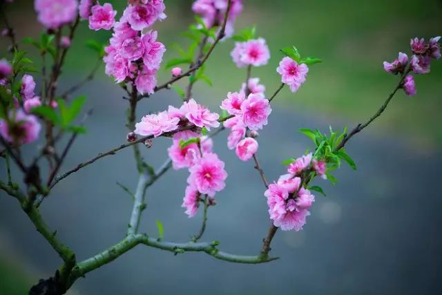 三月桃花雨简谱童丽_二泉映月童丽演唱简谱