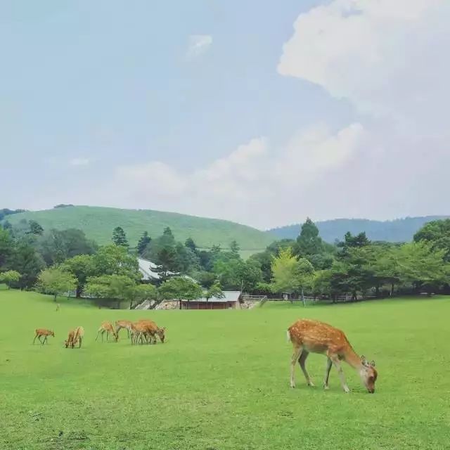 奈良旅游,好去处有哪些?